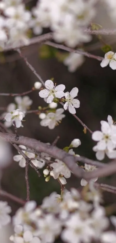 Delicate white blossoms on branches close-up.