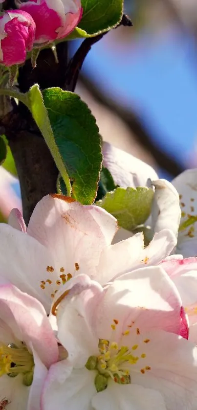 White apple blossoms with pink edges in sunshine.