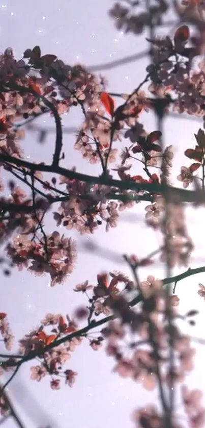 Delicate pink blossoms on branches with a soft light background.