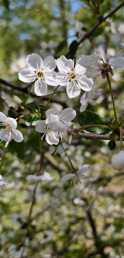 Close-up of white blossoms on tree branches in spring.