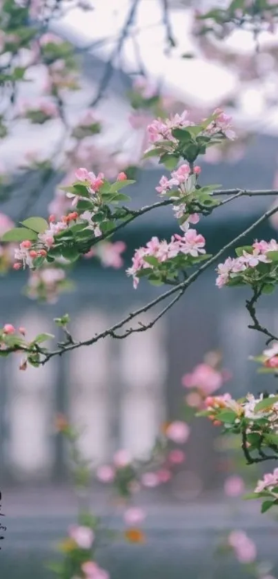 Pink blossoms on branches, spring mobile wallpaper.