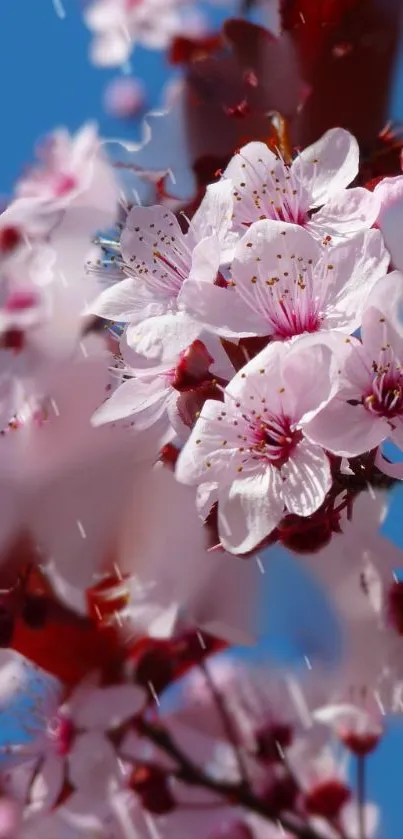 Cherry blossoms with pink petals against a bright blue sky.