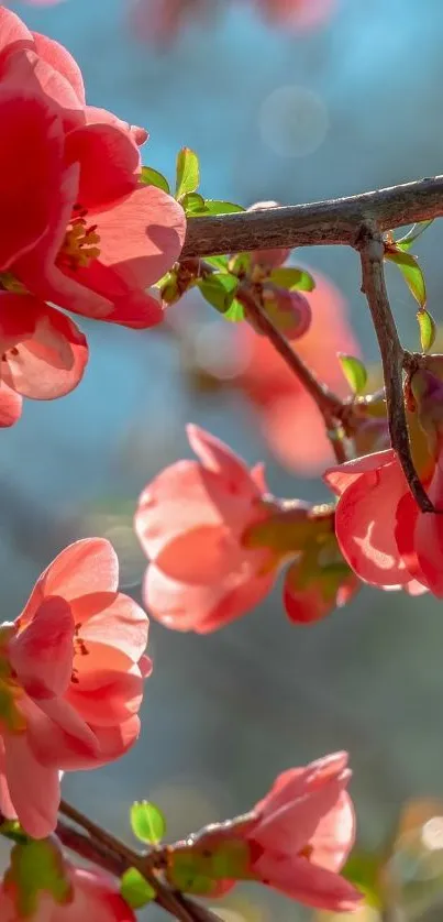 Vibrant pink spring blossoms illuminated by sunlight on a branch background.