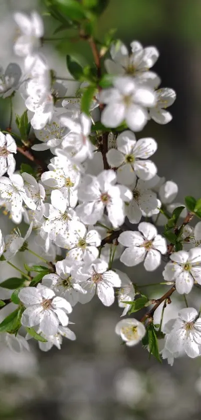 Mobile wallpaper with white spring blossoms.