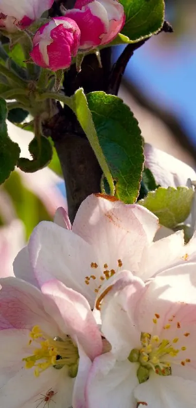 Vibrant spring blossom wallpaper featuring white and pink flowers on branches.