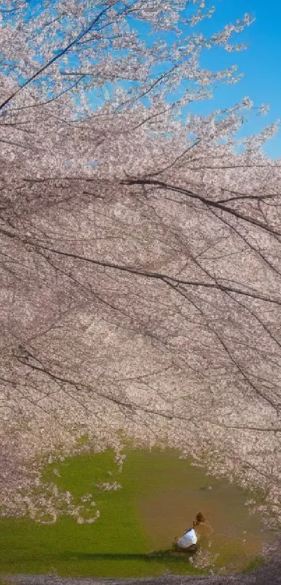 Cherry blossom scene with girl under pink canopy and blue sky.