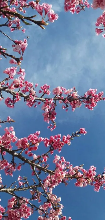 Pink cherry blossoms against a clear blue sky, creating a serene spring mood.