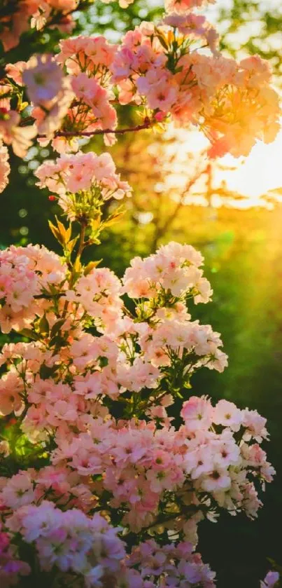 Pink blossoms at sunset with vibrant green background.