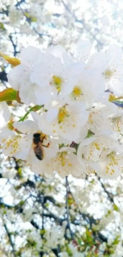 Bee resting on white blossoms in springtime scene.