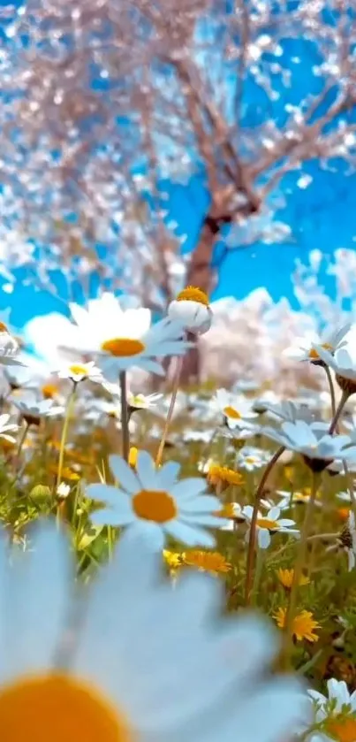 Beautiful field of daisies under a blue sky.