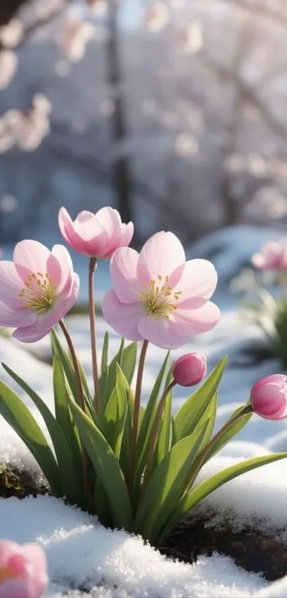 Pink spring blossoms in snow with serene background.