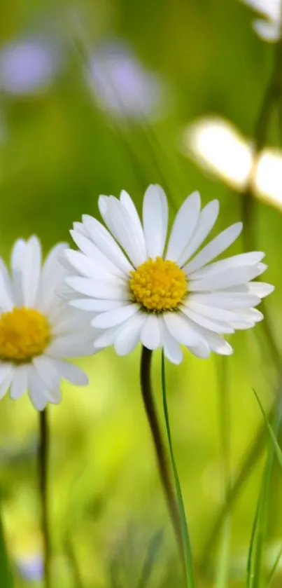 White daisies in a green field wallpaper.