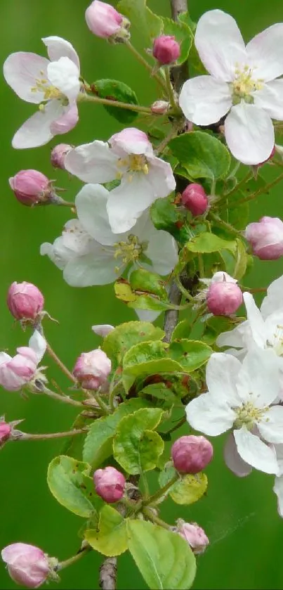 Beautiful spring blossoms wallpaper with green background.