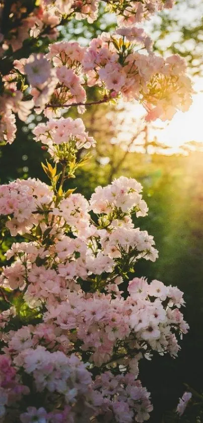 Pink spring blossoms in sunlight with green nature background.