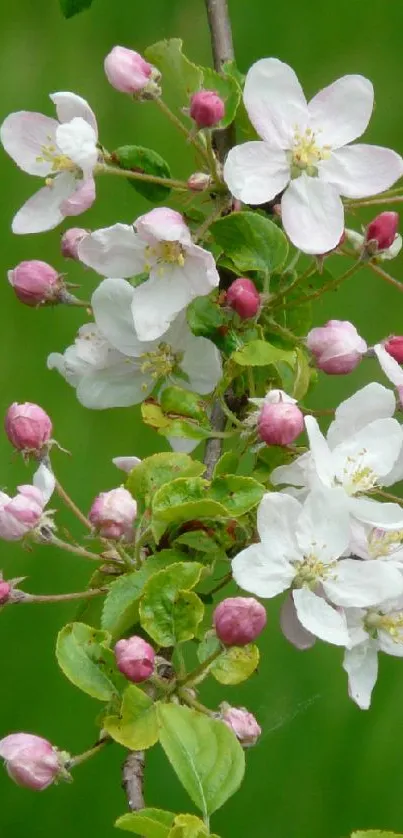 A stunning mobile wallpaper featuring delicate pink and white spring blossoms on a green backdrop.