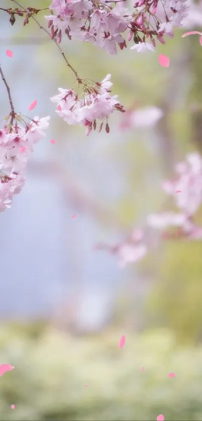 Mobile wallpaper featuring pink cherry blossoms in a serene spring setting.