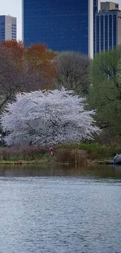 Serene lake and city skyline with spring blossoms.