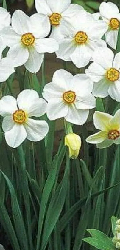 White daffodils with yellow centers in lush green background.