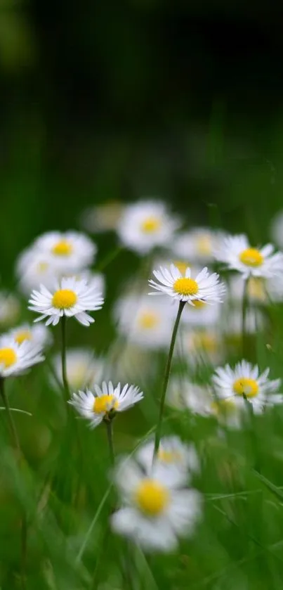 Captivating mobile wallpaper with blooming daisies in a lush green field.