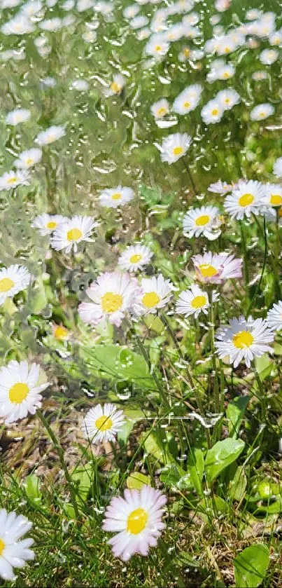 A field of daisies on a sunny day, with lush green grass and a vibrant sky.