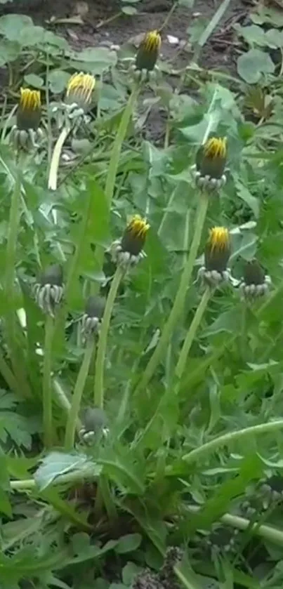 Green leaves and budding dandelions mobile wallpaper.