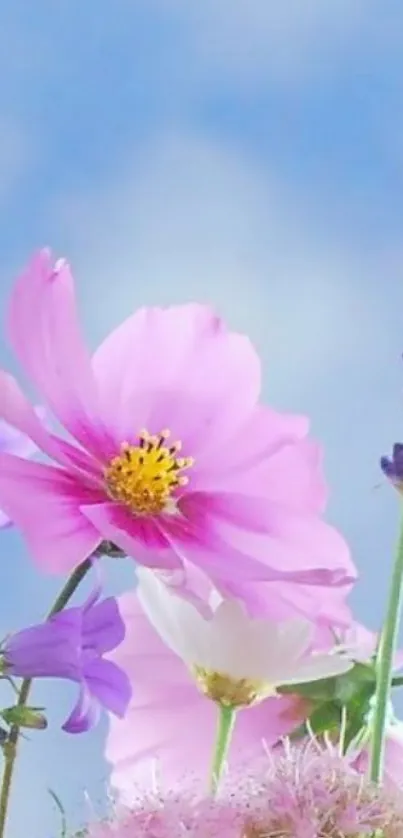 Vibrant spring flowers against a sky blue background.