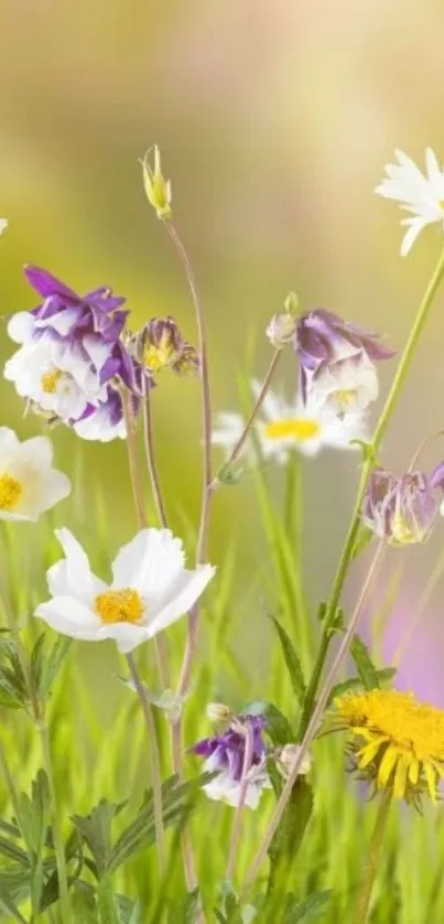 Spring flower meadow with vibrant wildflowers in green field.