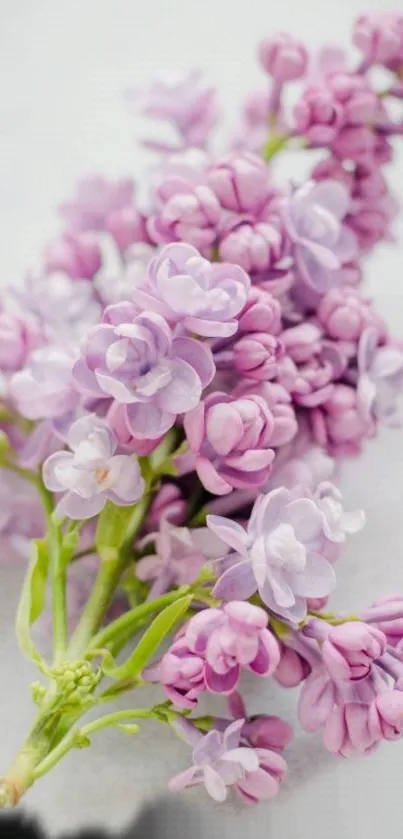 A branch of delicate purple lilac flowers against a soft background.