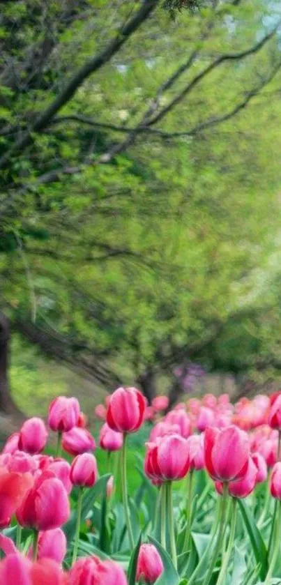 Mobile wallpaper with pink tulips and green backdrop.