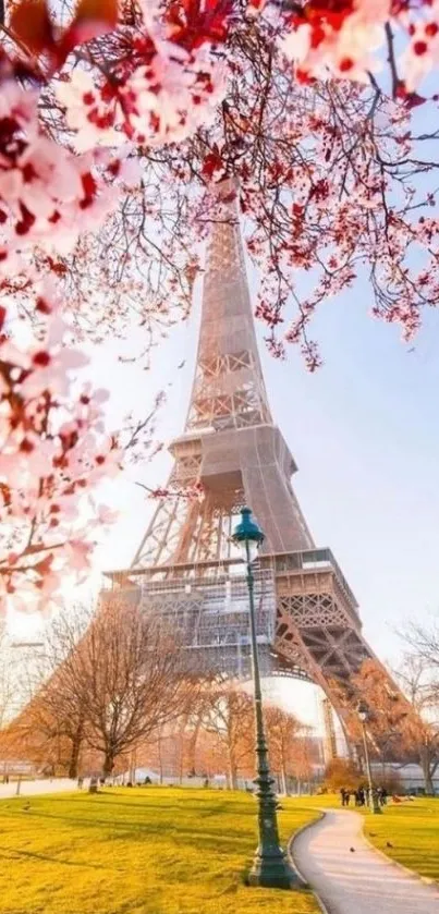 Eiffel Tower framed by lush pink cherry blossoms in springtime.