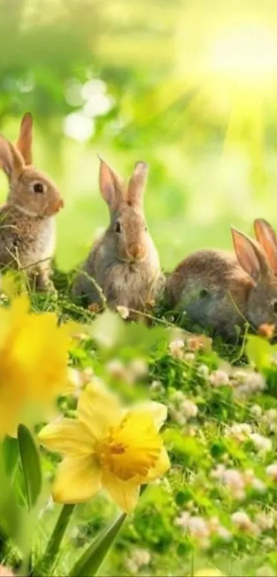 Rabbits in a meadow with daffodils and sunlight.