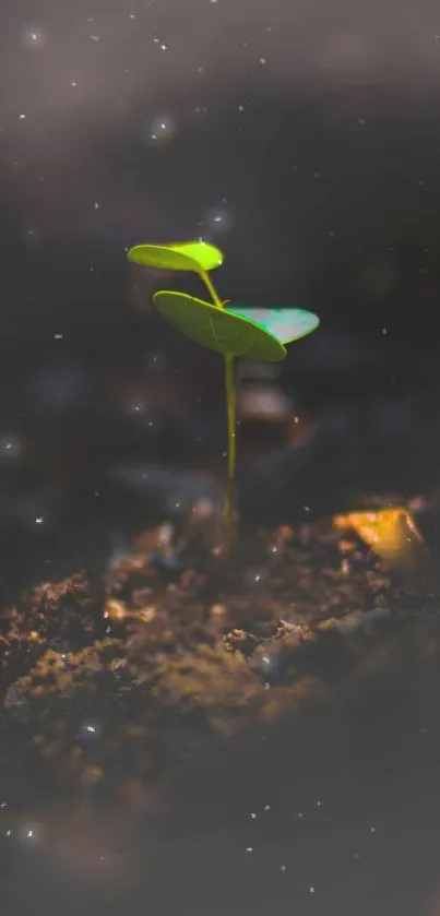 Vibrant green seedling sprouts from dark soil in a cosmic-themed wallpaper.