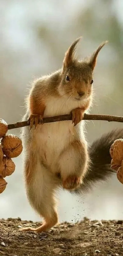 Charming squirrel balancing nuts mobile wallpaper in a natural setting.