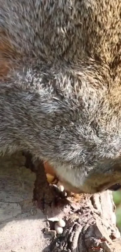 Close-up of a squirrel feeding on tree bark, showing detailed nature.