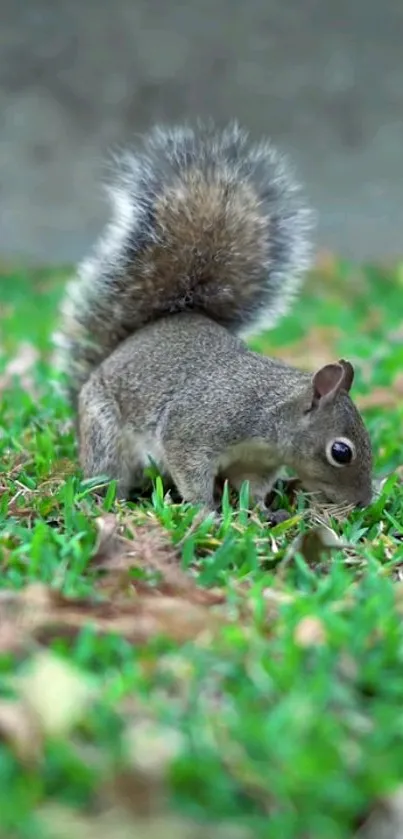 Squirrel foraging in vibrant green grass.