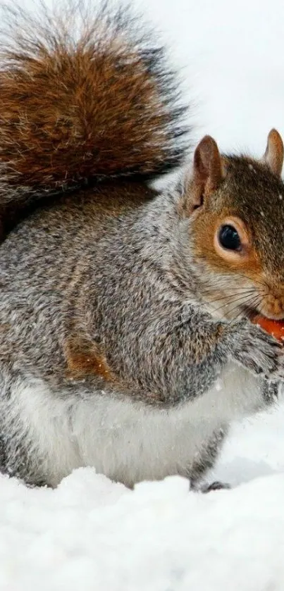 Squirrel enjoying a nut in snowy landscape, perfect for nature-themed mobile wallpaper.