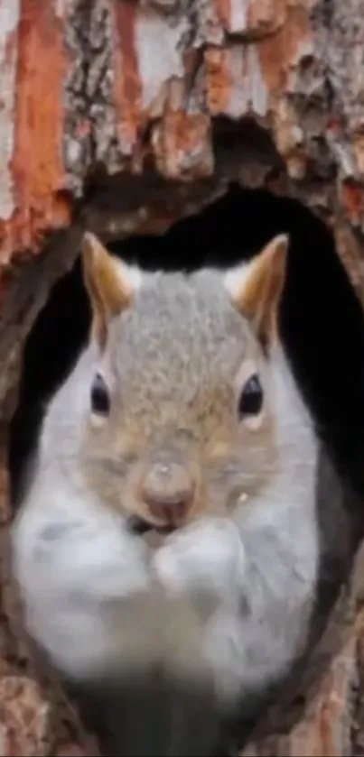 Adorable squirrel nestled in a tree hole, perfect nature wallpaper.