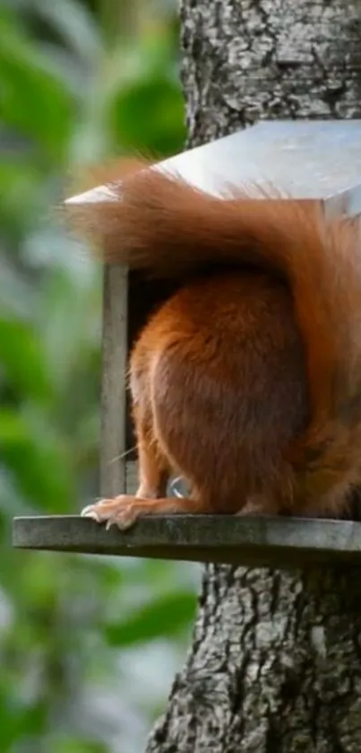 Squirrel playfully exploring a treehouse, surrounded by lush green leaves.