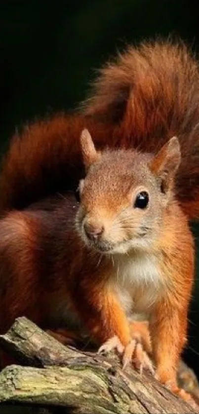 Adorable red squirrel sitting on a tree branch against a dark background.