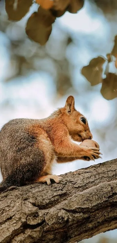 Squirrel on a tree branch with autumn leaves in the background.