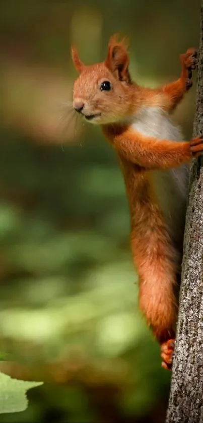 Red squirrel climbing a tree in forest.