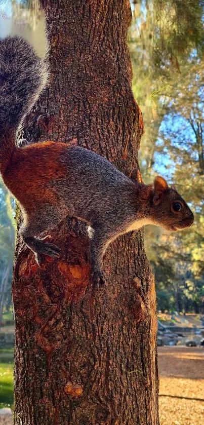 Squirrel on a tree with a forest background, ideal for mobile wallpaper.