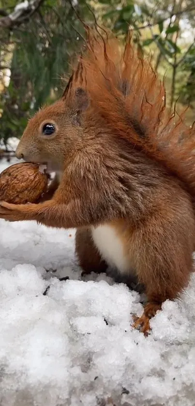 Squirrel holding a nut on snow-covered ground.