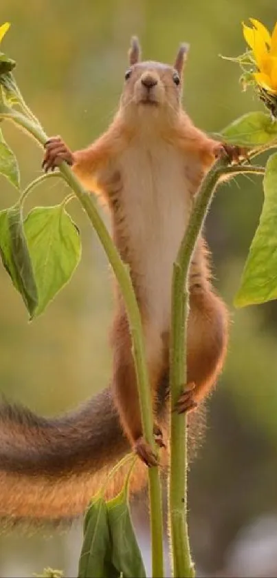 Squirrel standing between two sunflowers on a nature-themed mobile wallpaper.