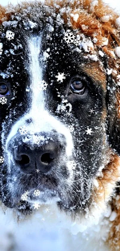 St. Bernard dog covered in snowflakes in a winter scene.