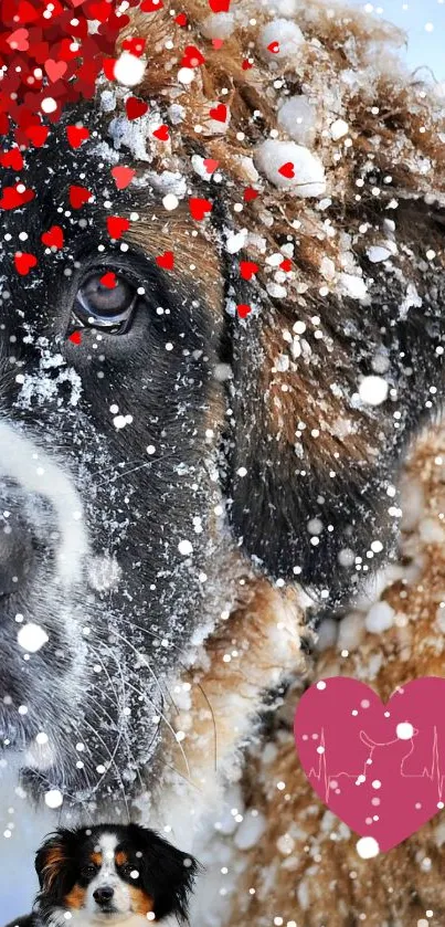 St. Bernard dog in snow with red hearts and pink heart shape.
