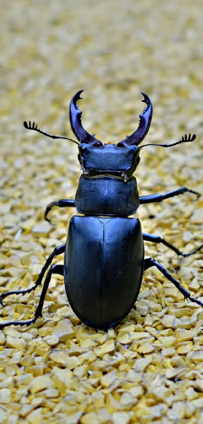 Stag beetle on a textured gold background mobile wallpaper.