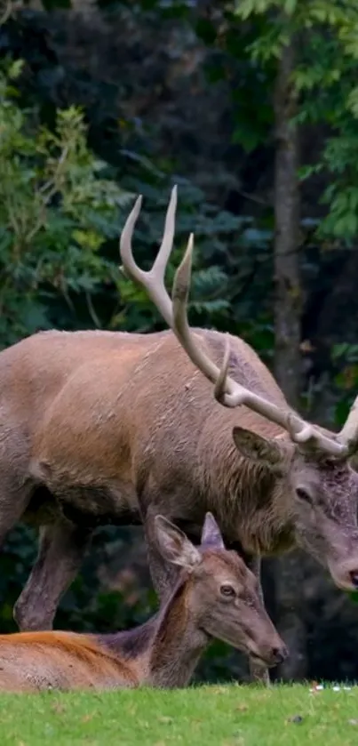 Majestic stag and deer in a serene forest setting.