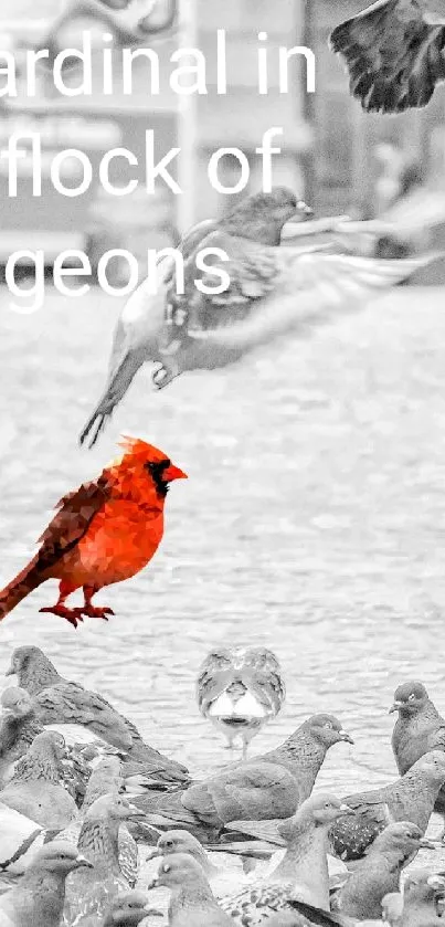 Red cardinal in grayscale pigeon flock wallpaper.