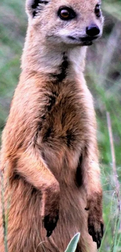 A meerkat standing alert in grassland, perfect for wallpapers.